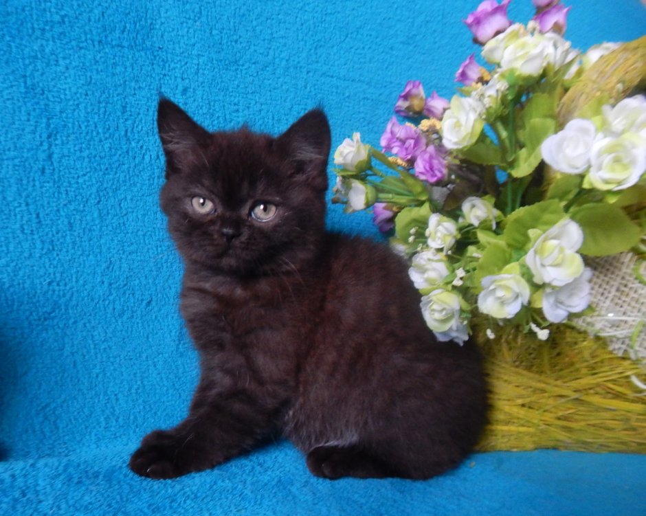 Шотландская прямоухая котенок черный