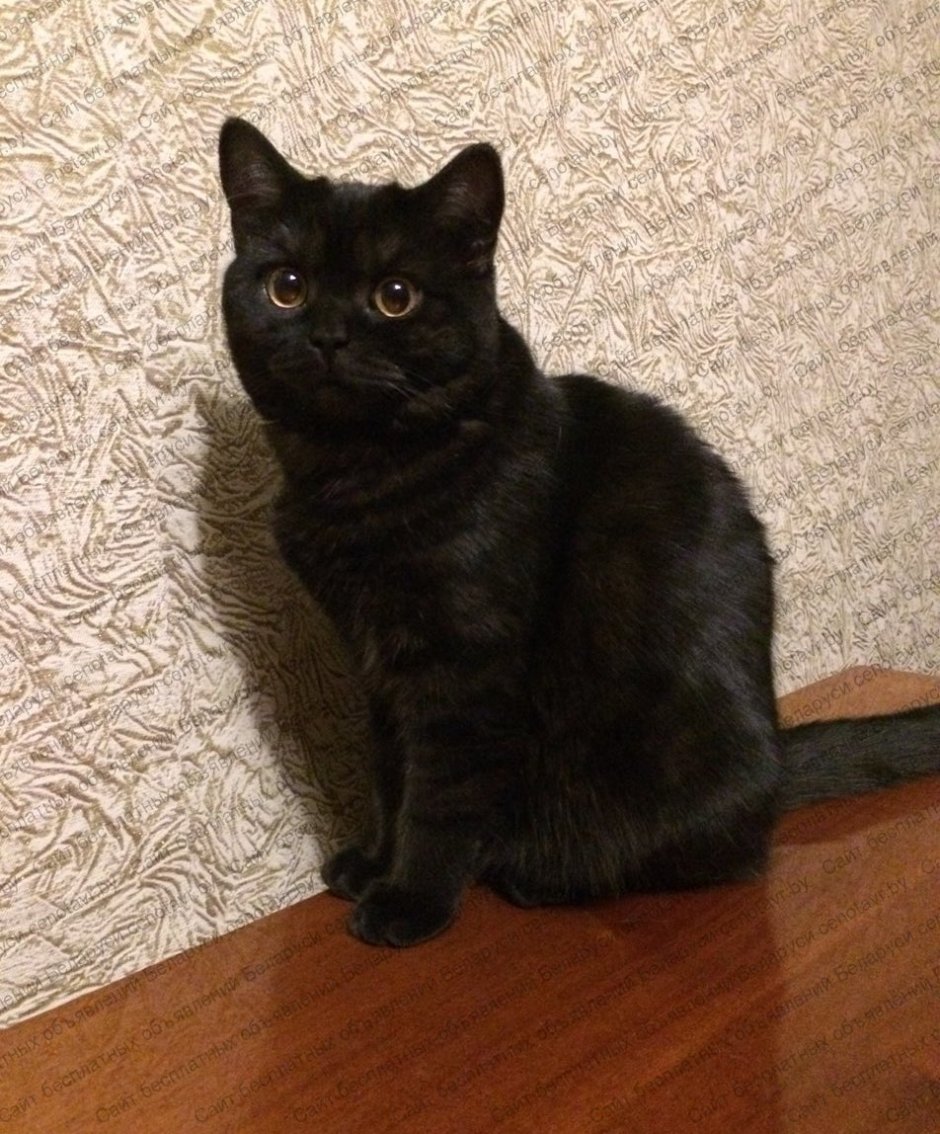 Британский прямоухий кот черный