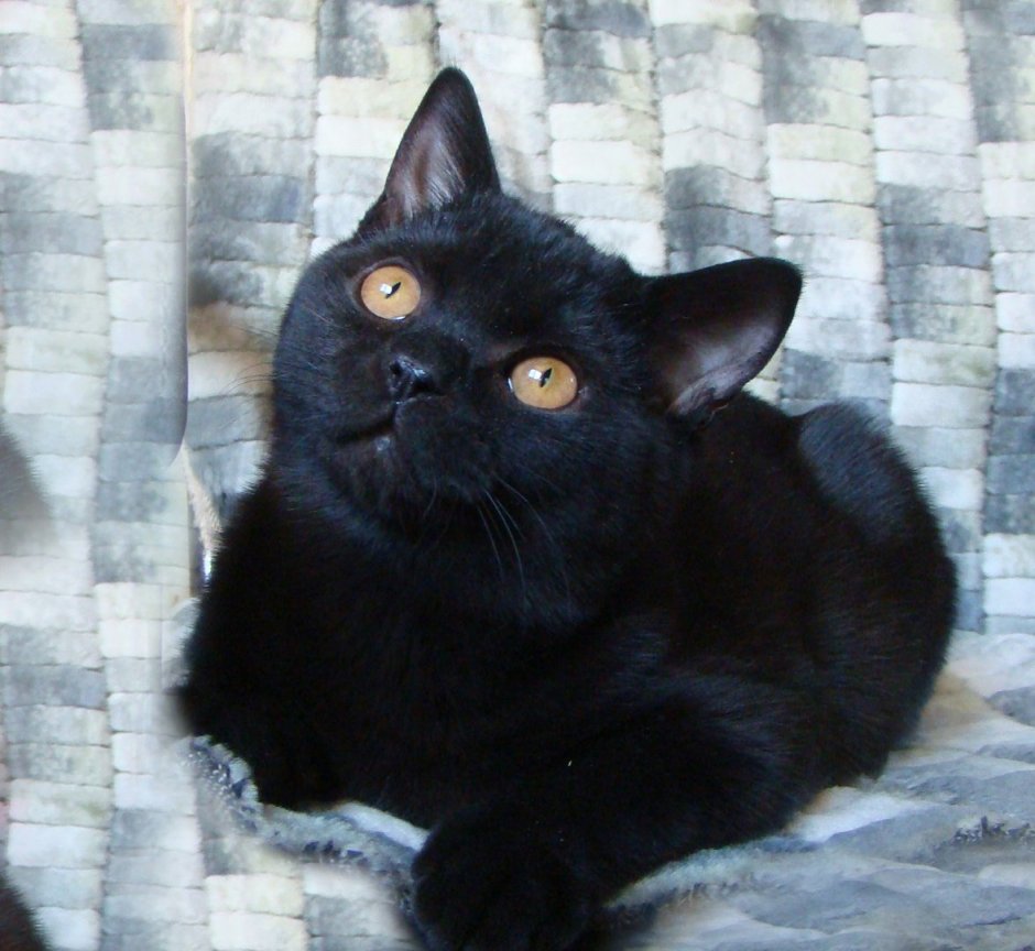 Черный шотландский прямоухий кот