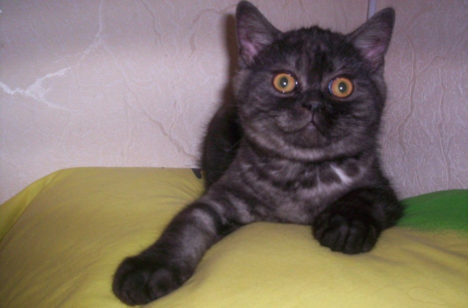 Шотландские котята страйт черный