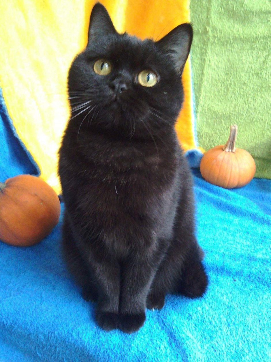 Скоттиш страйт кот черный
