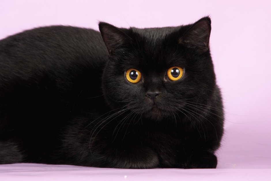 Шотландские котята скоттиш страйт черные