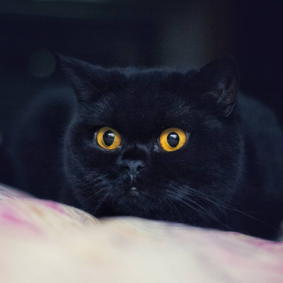 Котенок черный британец 3 месяца