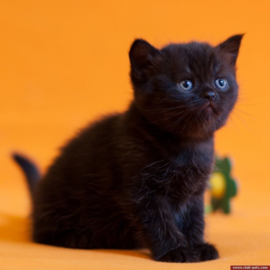Шотландский скоттиш страйт черный