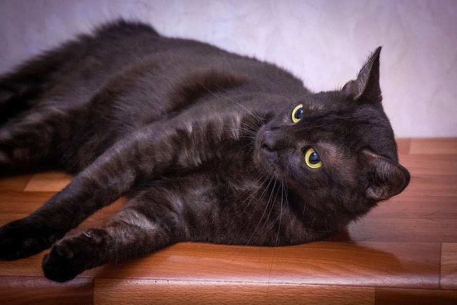 Шотландский скоттиш страйт черный дым