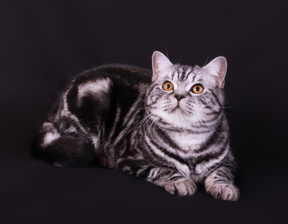 Скоттиш страйт черный вислоухий