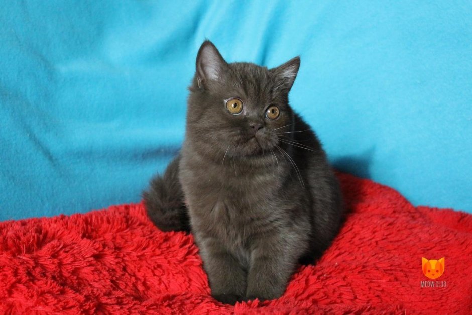 Черный шотландский прямоухий кот