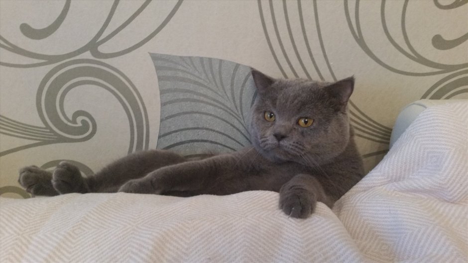Черный шотландский прямоухий кот