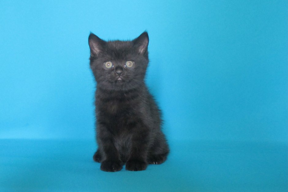 Кот шотландец прямоухий черный