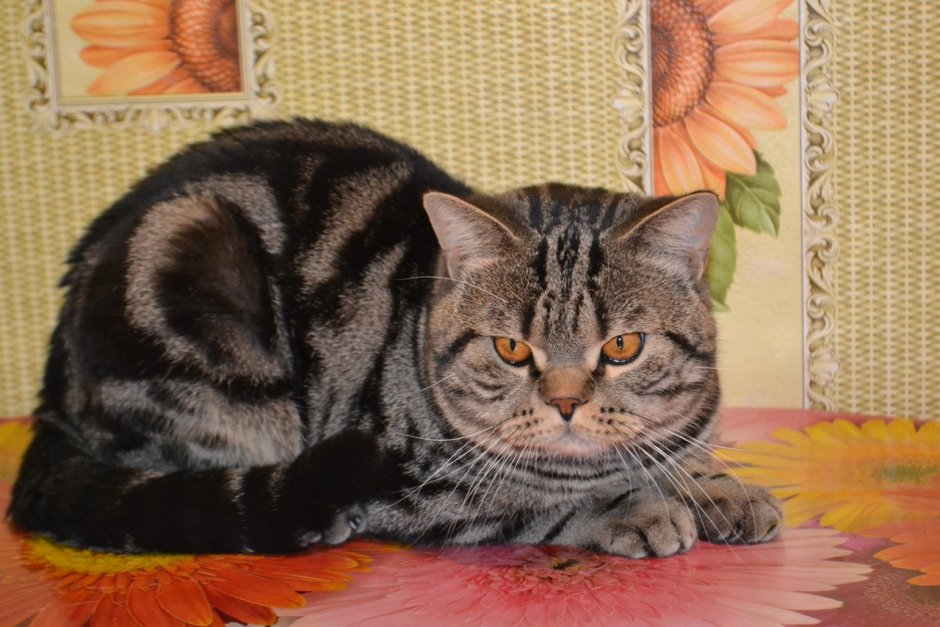 Скоттиш страйт черный котенок