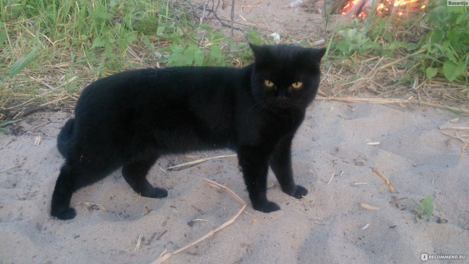 Лиловый британец котенок