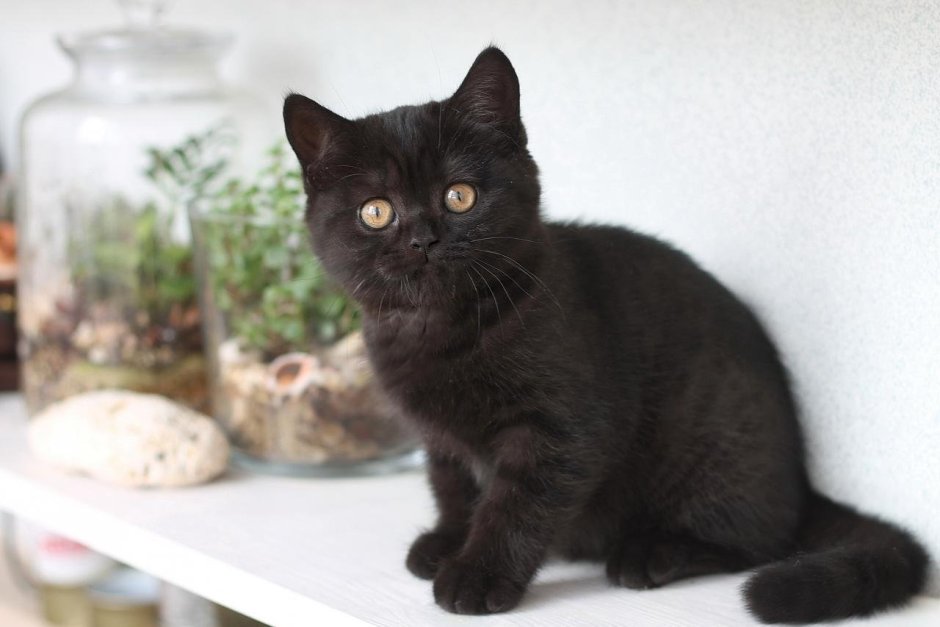 Черный шотландский прямоухий кот