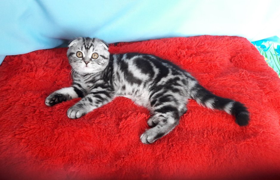 Шотландская вислоухая кошка мраморная