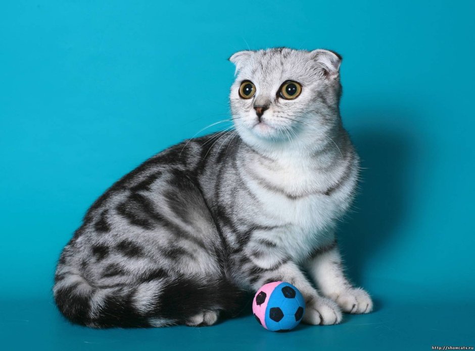 Шотландская вислоухая кошка мраморная