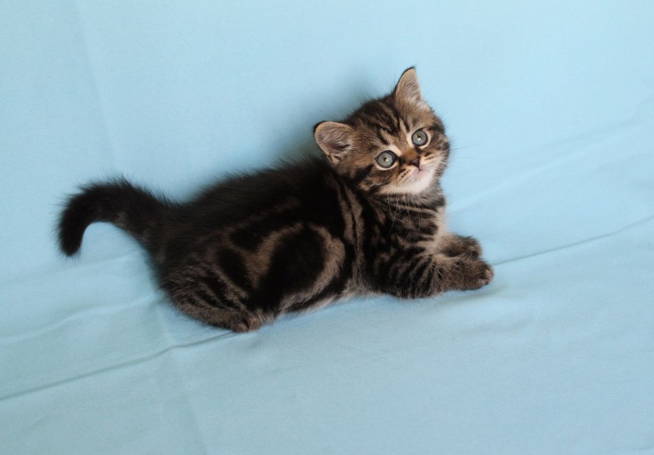 Котёнок шотландский прямоухий мраморный