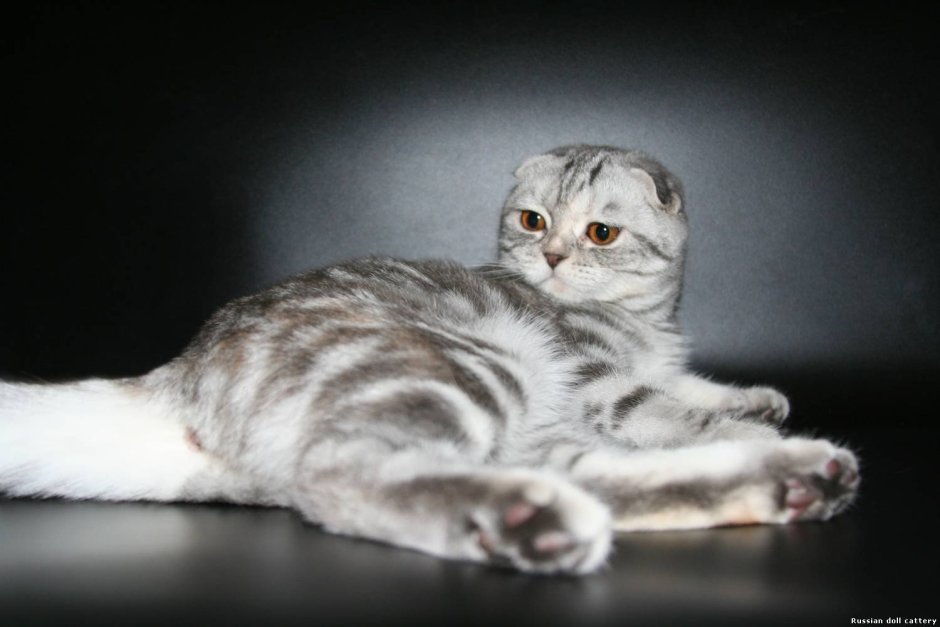 Скоттиш фолд вислоухий мраморный