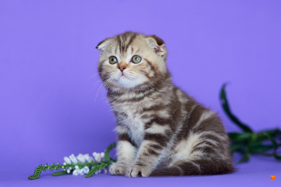 Скоттиш фолд мраморный прямоухий