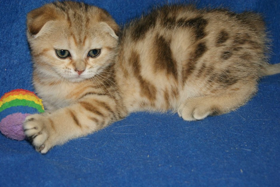 Скоттиш фолд мрамор на золоте котята