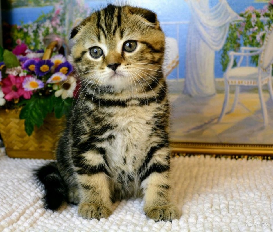 Шотландская вислоухая кошка мраморный табби