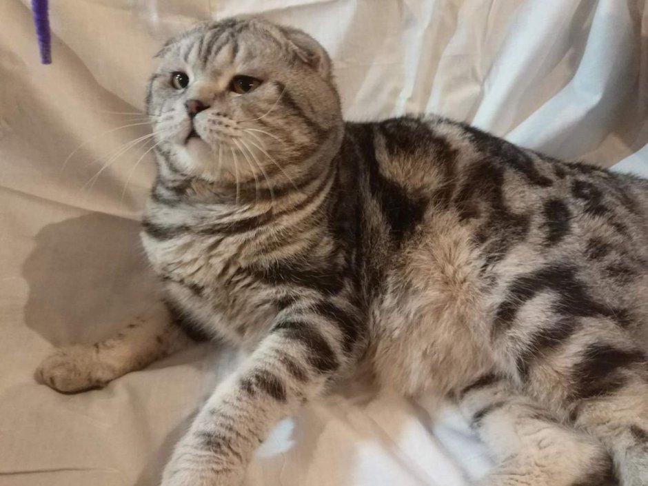 Скоттиш фолд шоколадный мраморный
