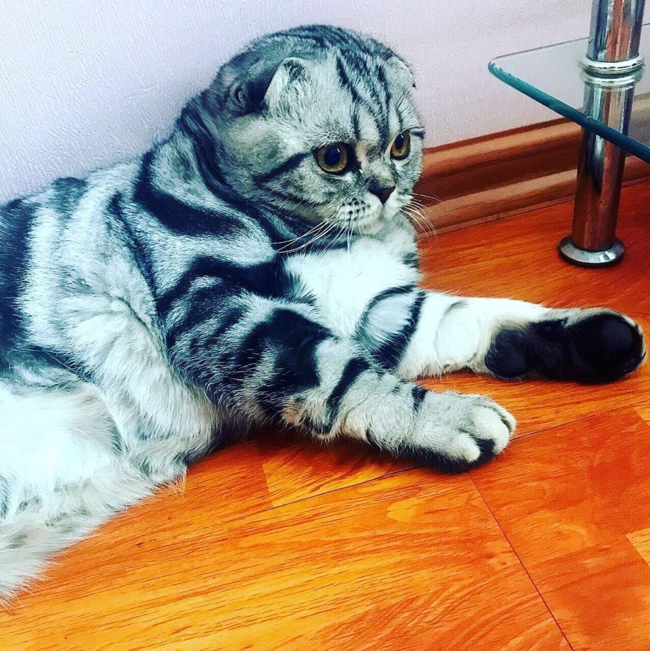 Шотландская вислоухая кошка мраморный табби