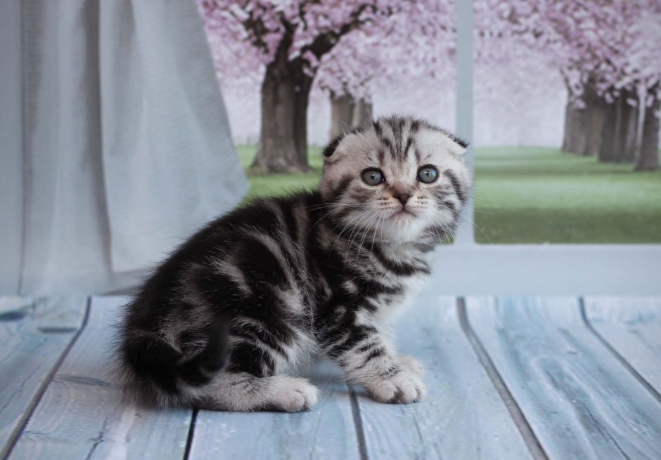 Шотландские короткошерстные котята