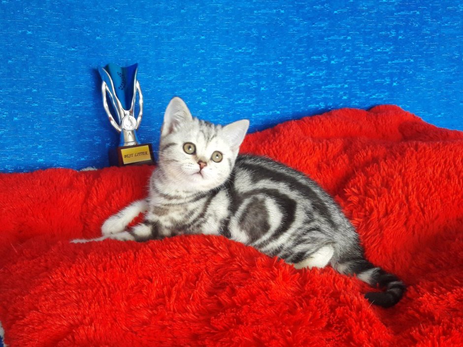 Шотландская кошка прямоухая