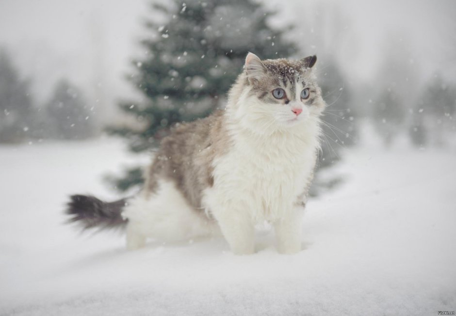 Аляскинский снежный кот