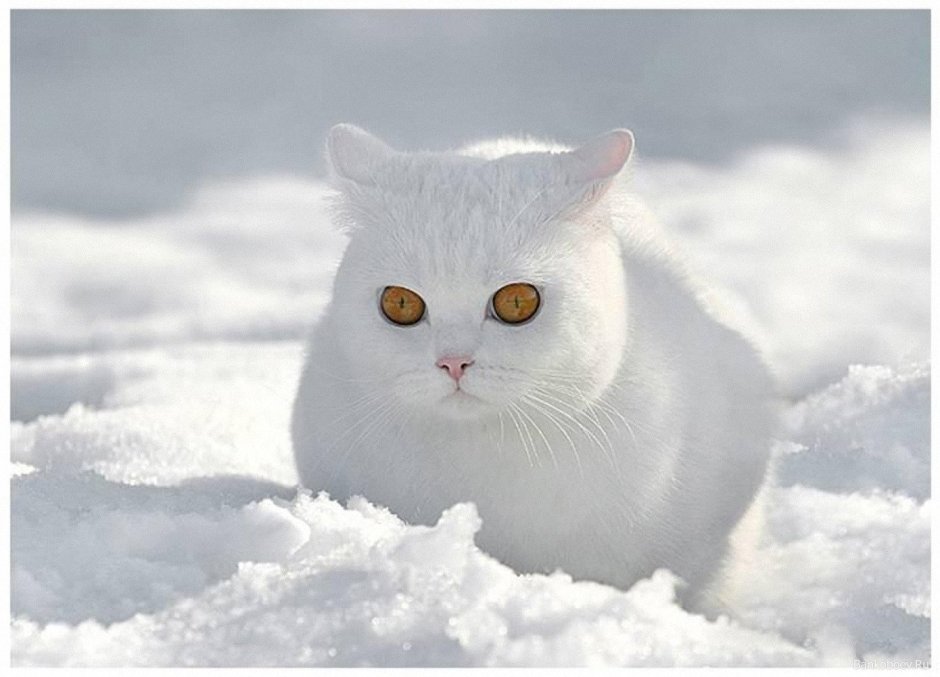 Кот снежок