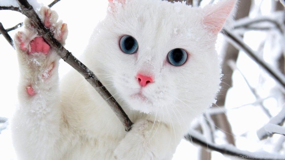 Белая кошка и зима