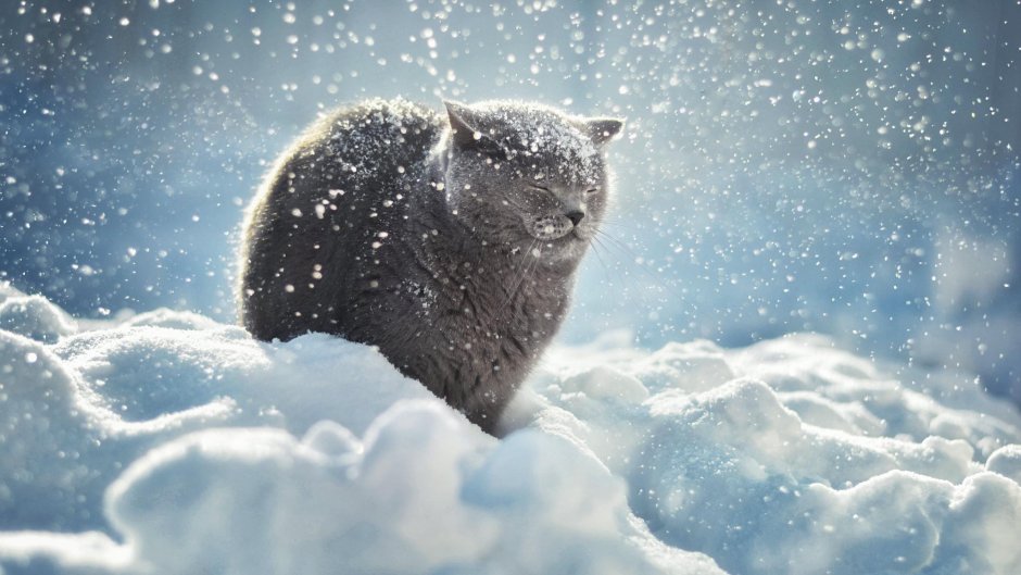 Британский кот в снегу