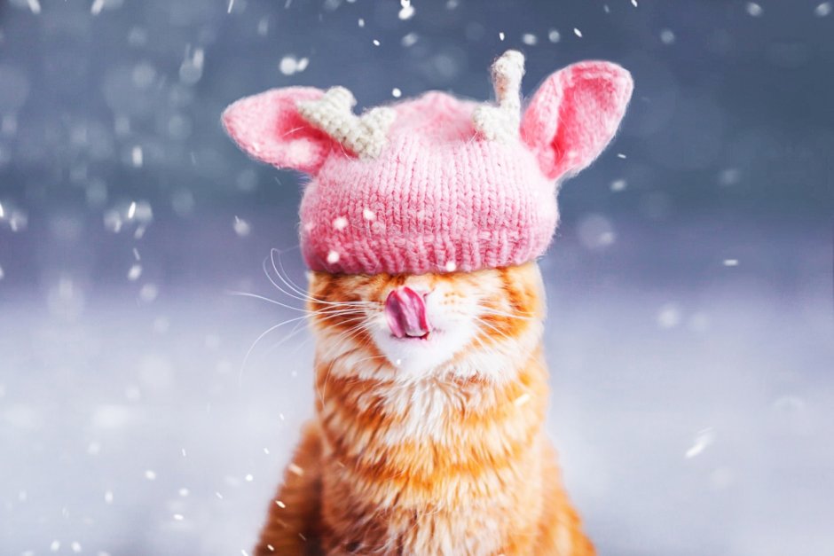 Кот в снегу