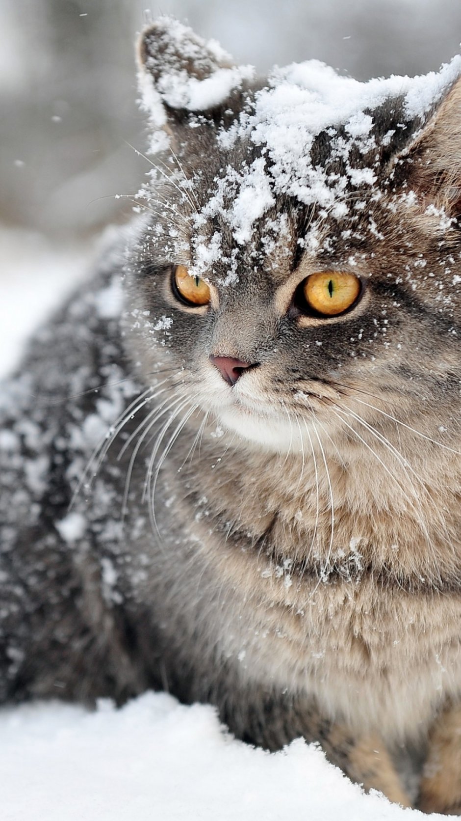 Кошка в снегу