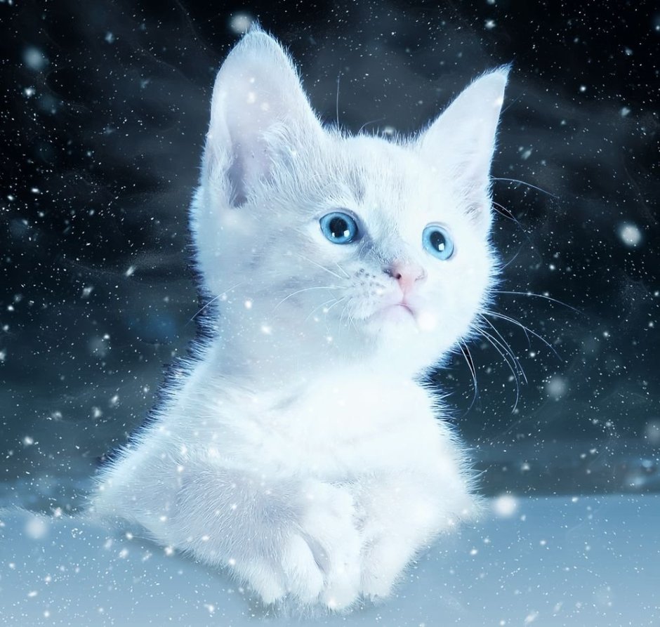 Кошка белая