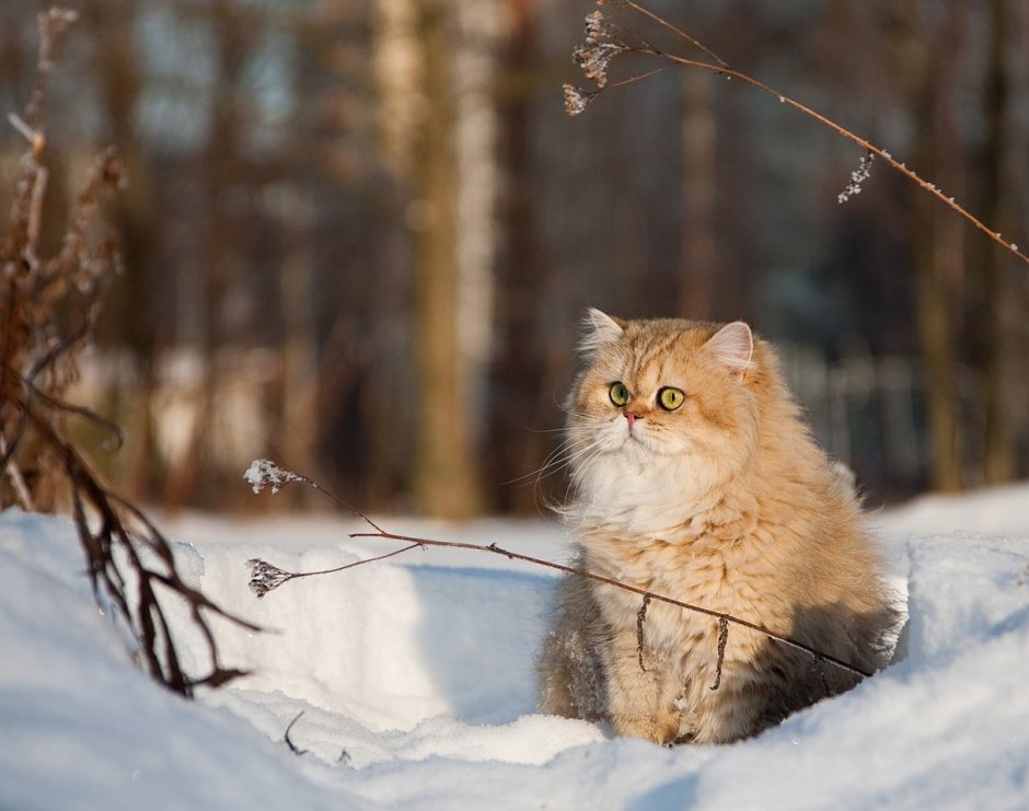 Котики зимой
