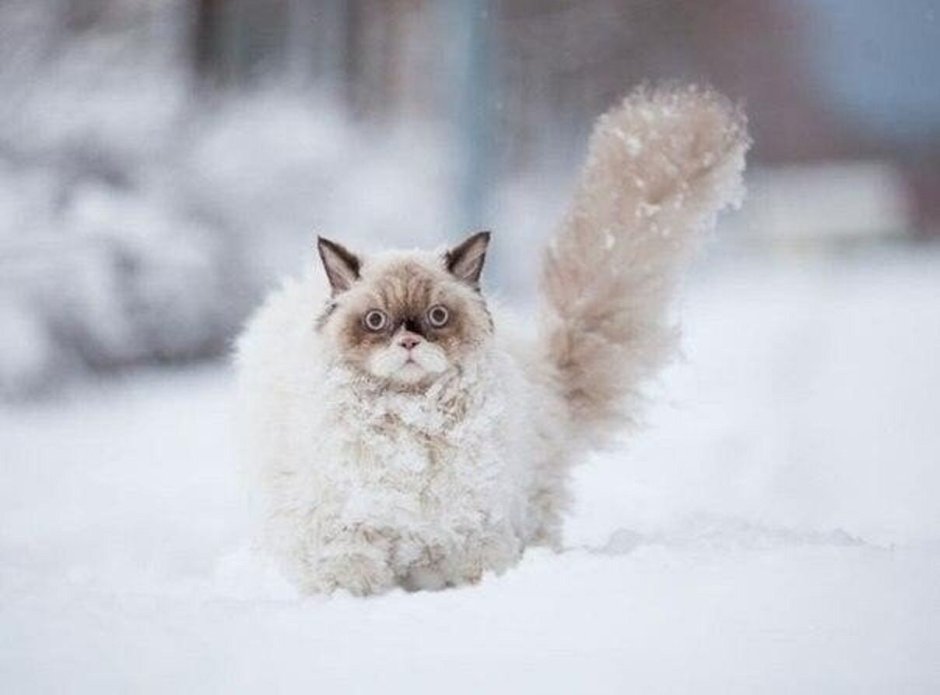 Аляскинский снежный кот