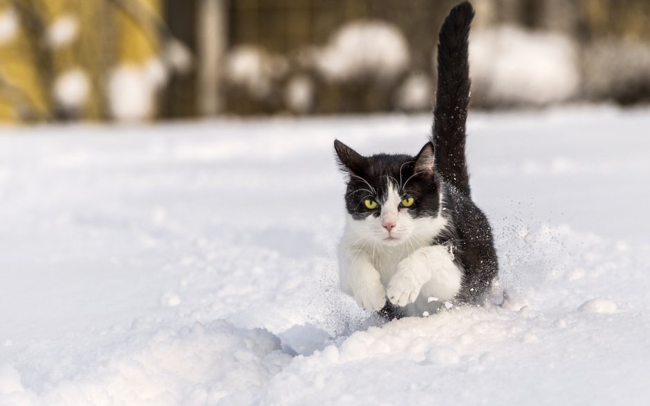 Кошка зима