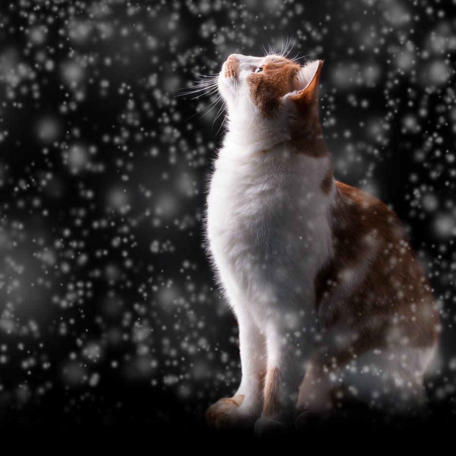 Первый снег коты