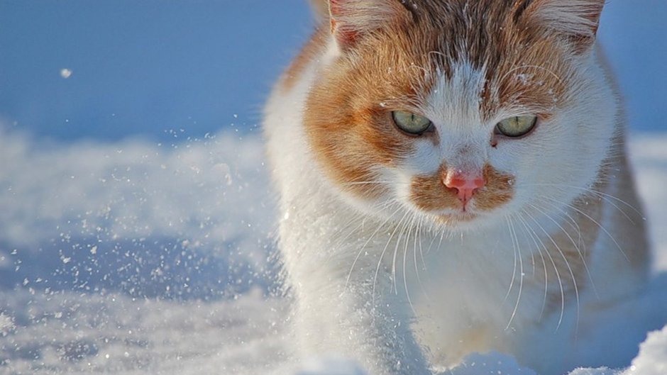 Кот в снегу