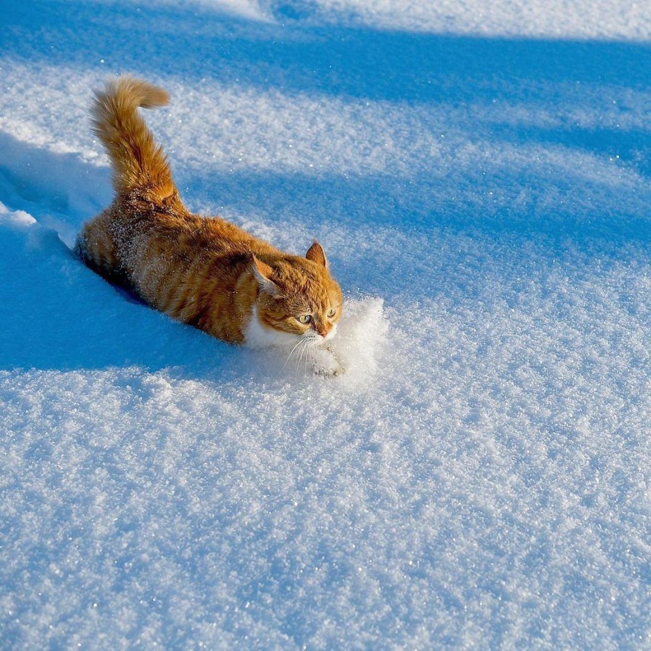 Рыжий кот в снегу
