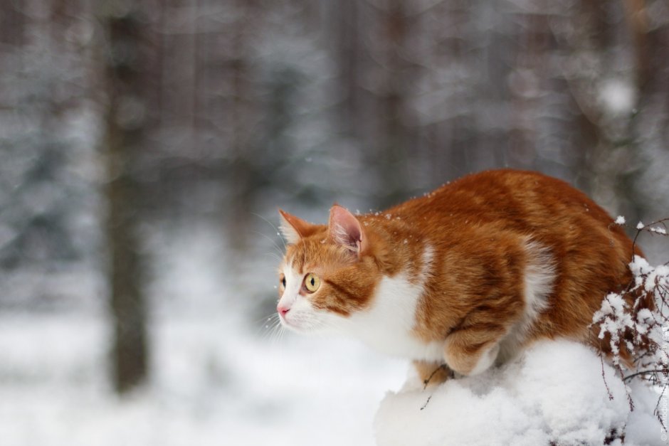 Рыжий кот зимой
