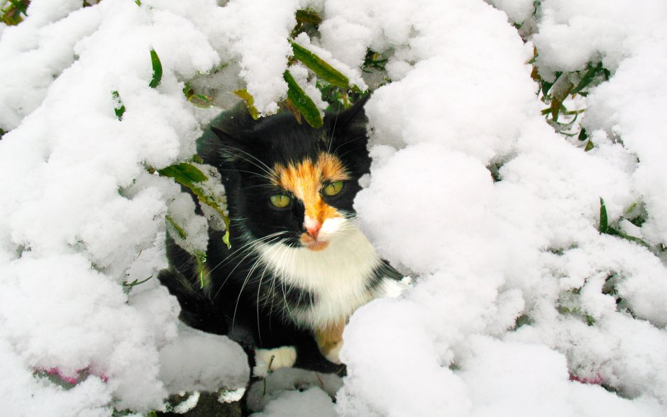 Кошка и первый снег