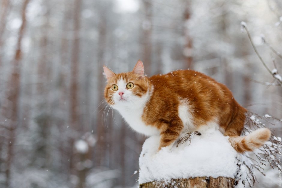 Кошки зимой