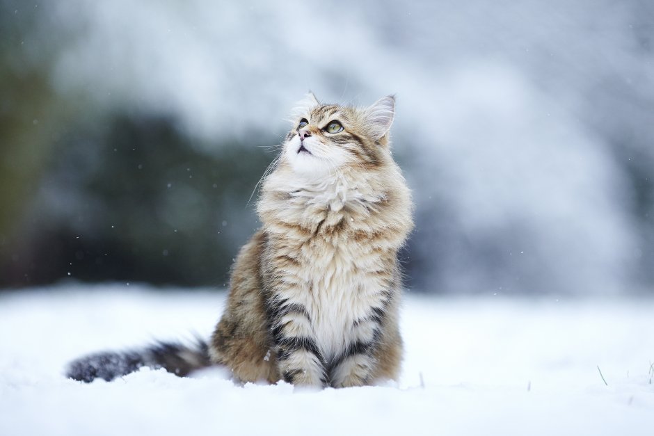Кот зима