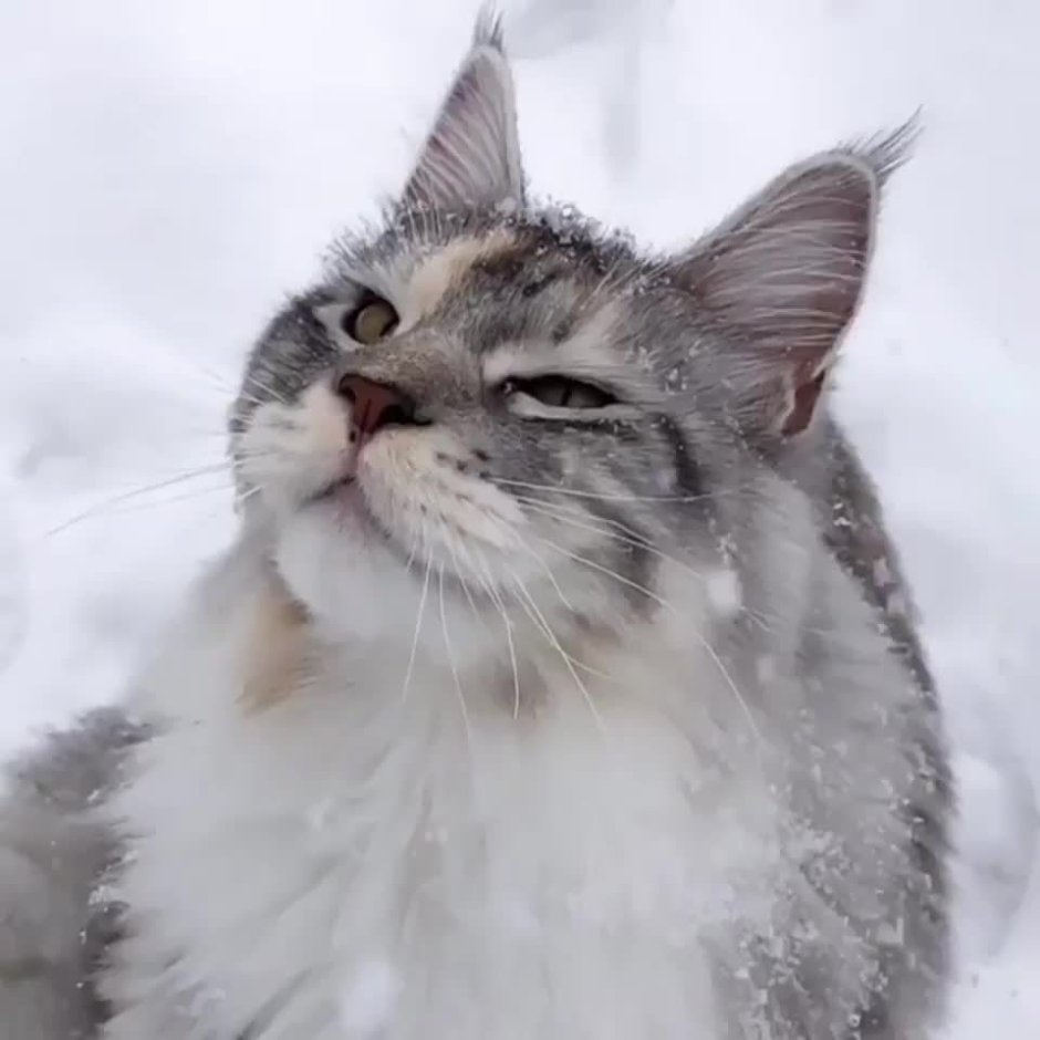 Сноу Кэт