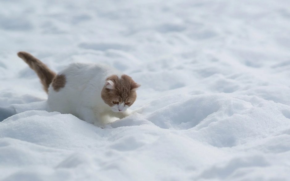 Котенок в снегу