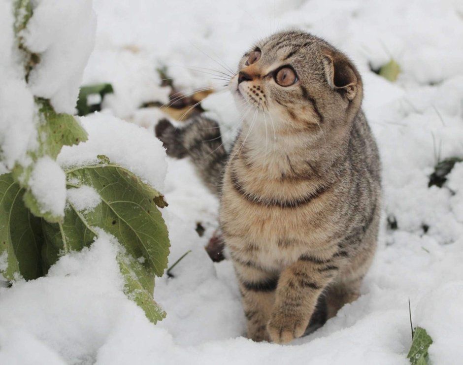 Кошки зимой