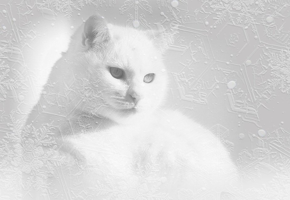 Кот в снегу