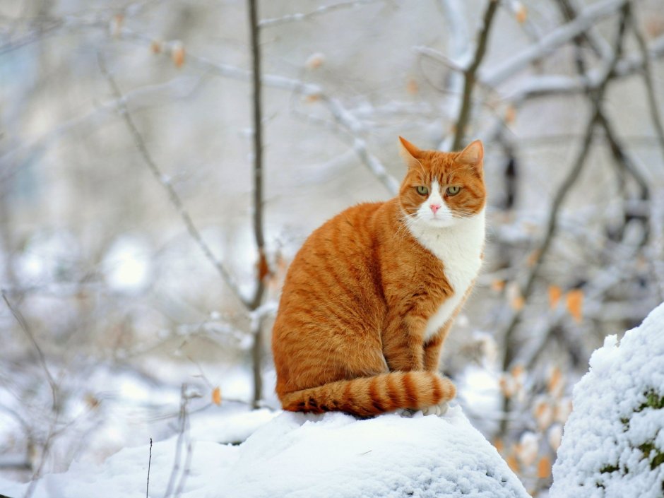 Кошка зима