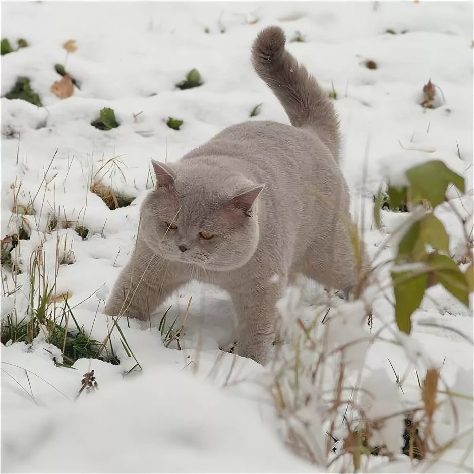 Британский кот зимой